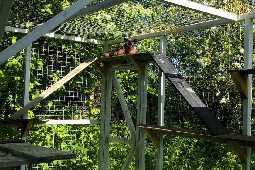 cat sits outdoors in catio