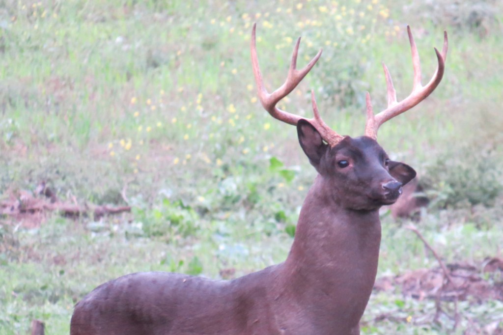 Melanistic Deer, The Rarest Deer Color Phase