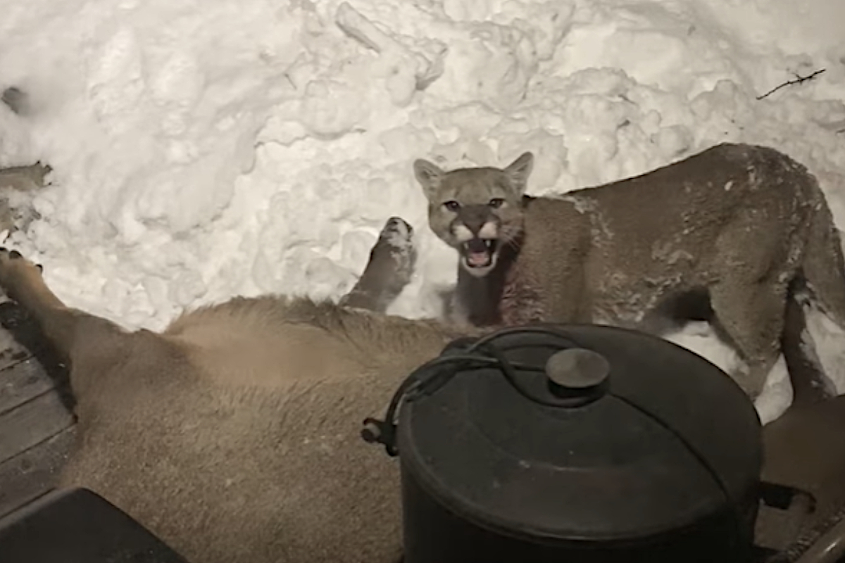 Mountain Lion Elk Porch