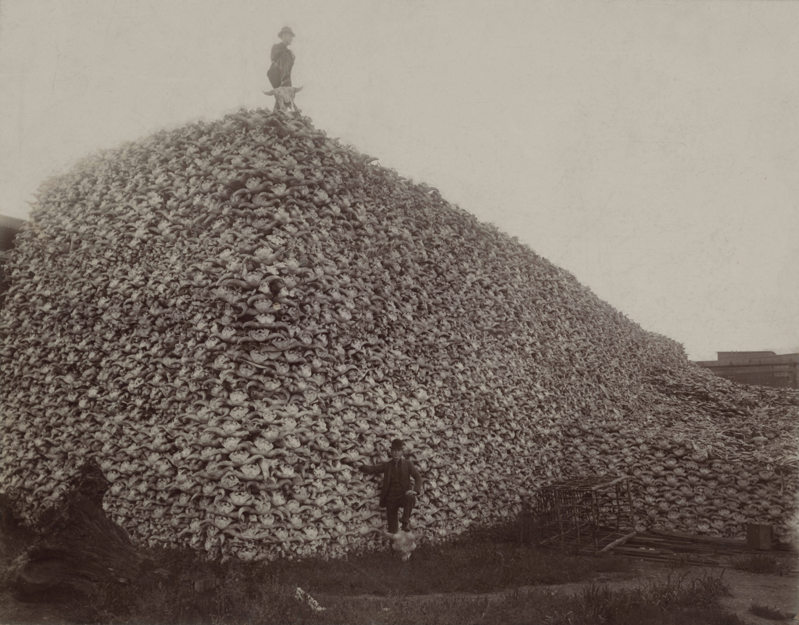 Bison hunters standing on pile of bison skulls.