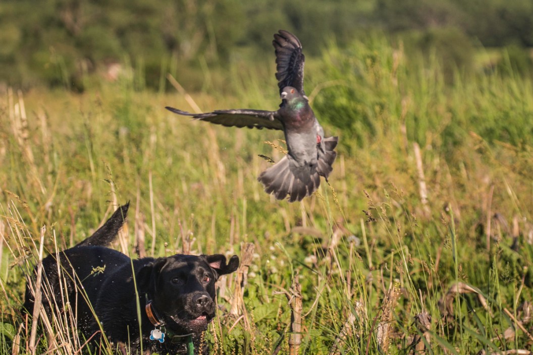 Pigeon Hunting