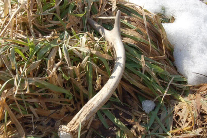 shed hunting tips