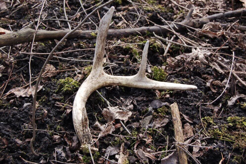 Shed Hunting Regulations