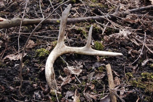 Shed Hunting Regulations: A Brief Rundown of Rules for 9 States