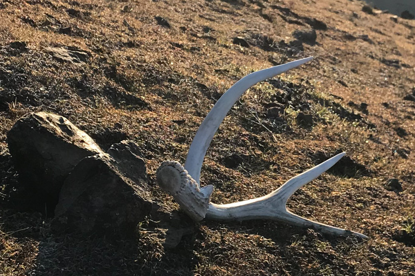 Shed Hunting