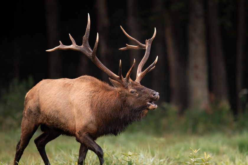 Virginia Set to Open First Ever Elk Hunt Lottery in February Wide