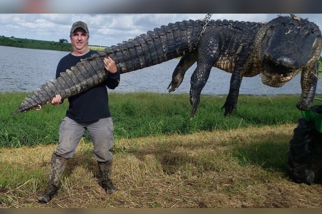 Hunter with a huge alligator.