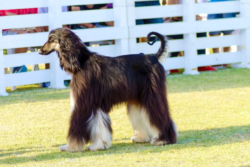 afghan hound walks on grass