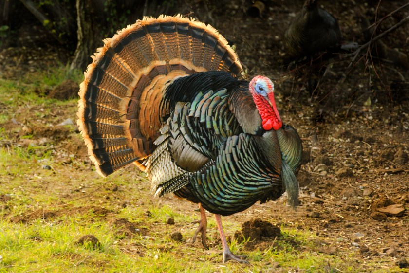 Turkey Tom strutting his stuff with red wattles and blue/white head