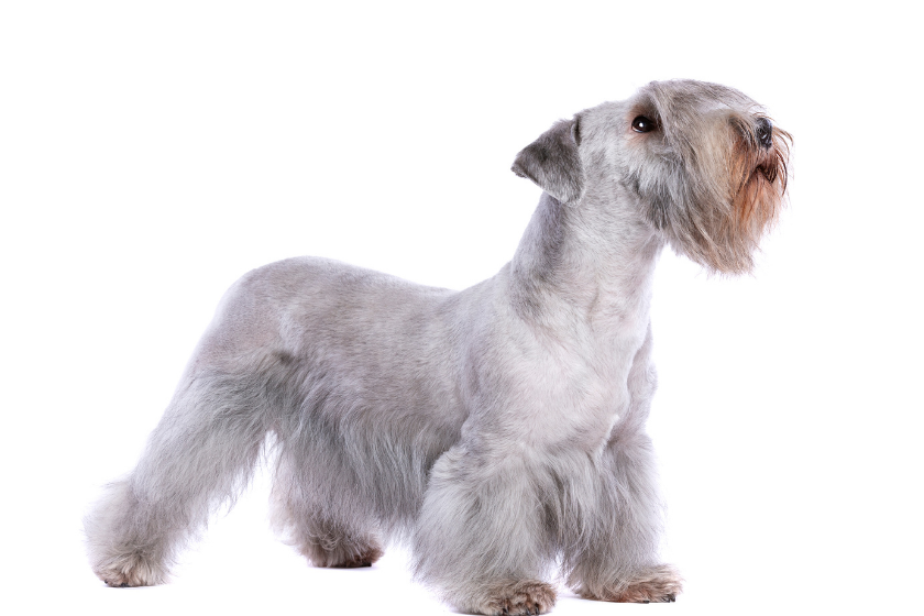 Cesky Terrier