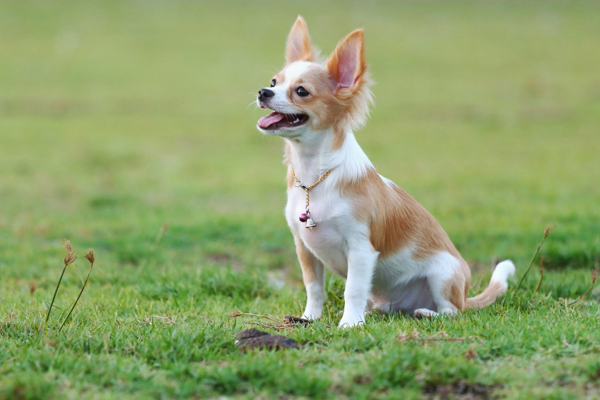 Chihuahua sits in a field