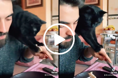 Ninja Cat Steals Owner's Chicken Dinner, Then Runs Away