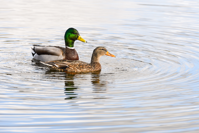 most popular duck species