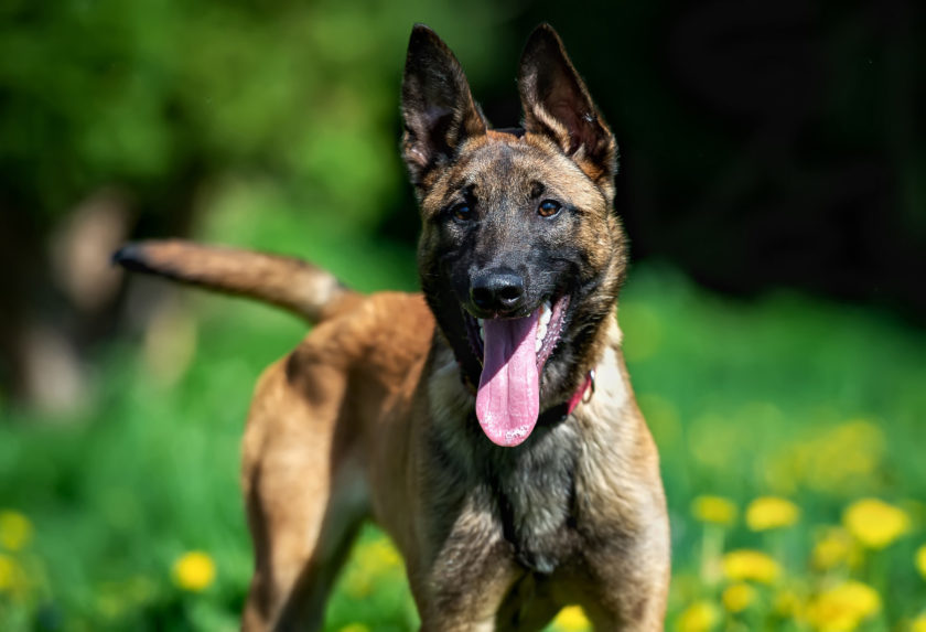 belgian malinois looking at camera