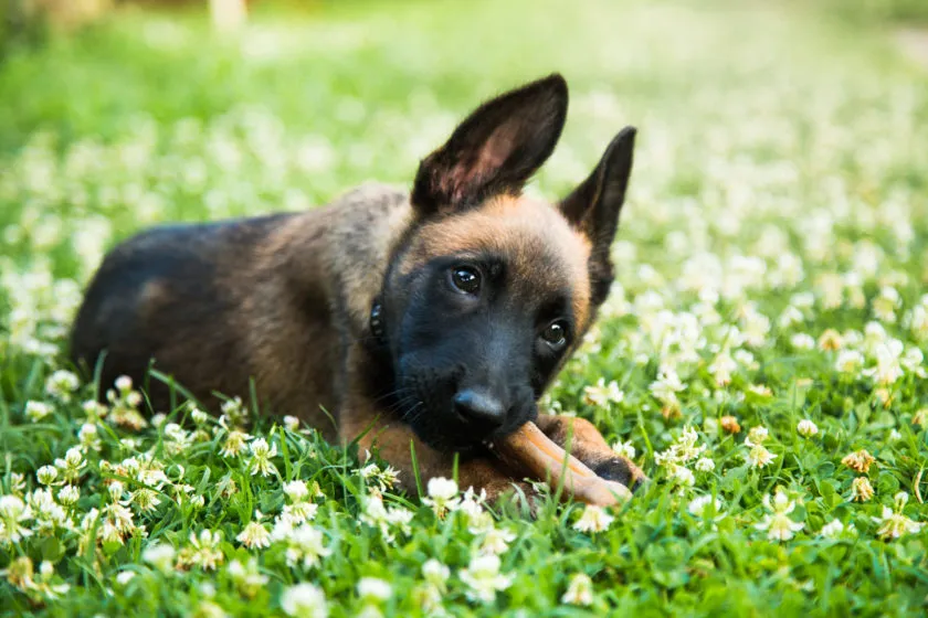belgian malinois puppy lying in grass facts