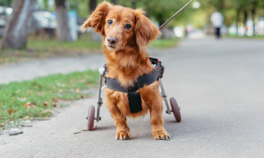 dog with special wheels for walking