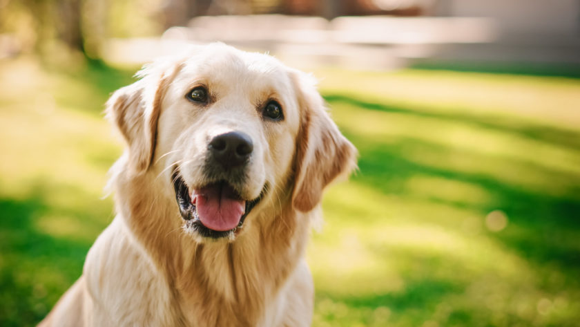 Adult golden retriever smiles for the camera