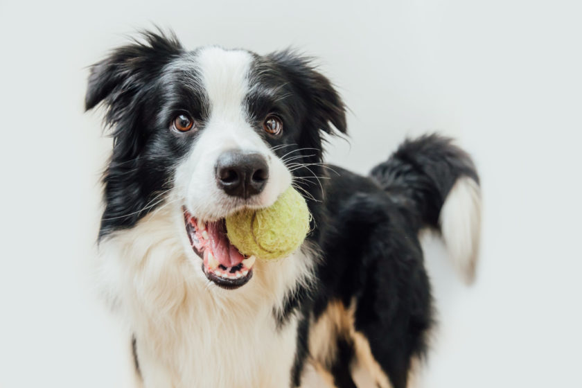 dog with tennis ball in mouth