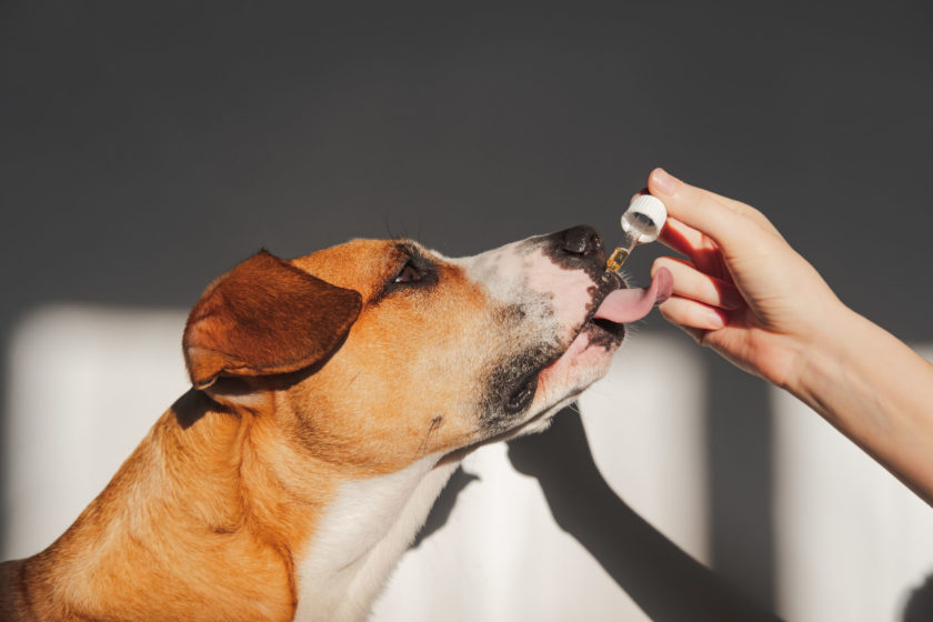 dog taking supplement from owner