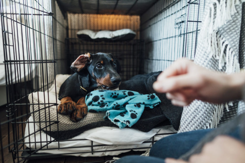 small dog in crate looking at owner