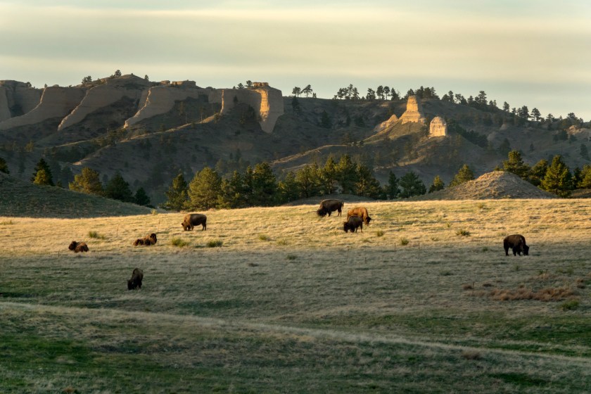Bison graze the Nebraska prairie grasses at sunset with the Cheyenne Buttes of Fort Robinson State Park in the background.
