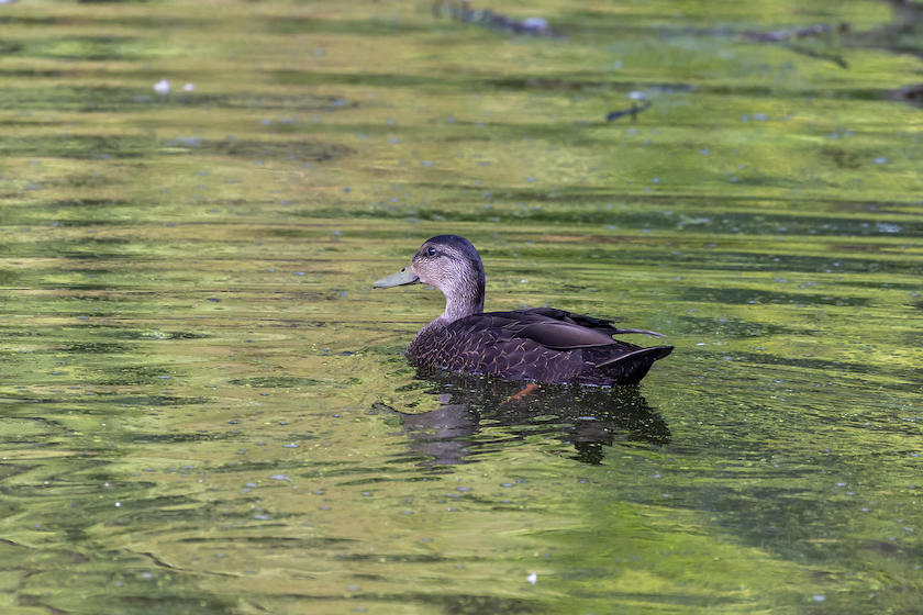 most popular duck species