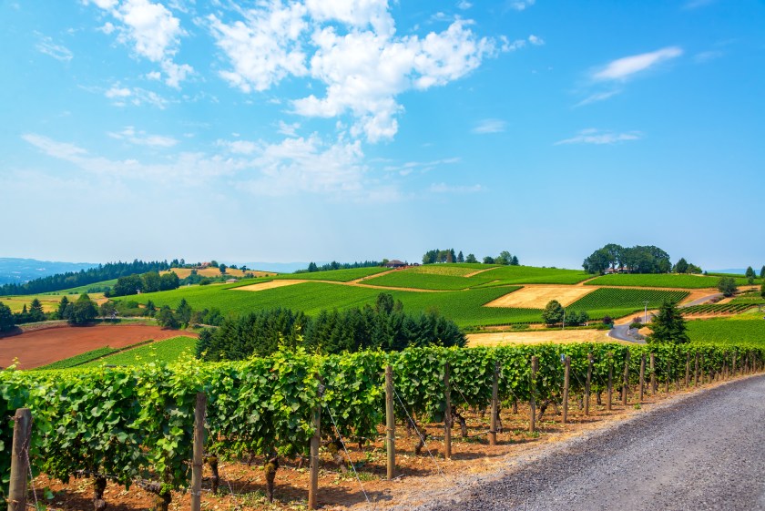 Hills covered in vineyards in the Dundee Hills in Oregon wine country