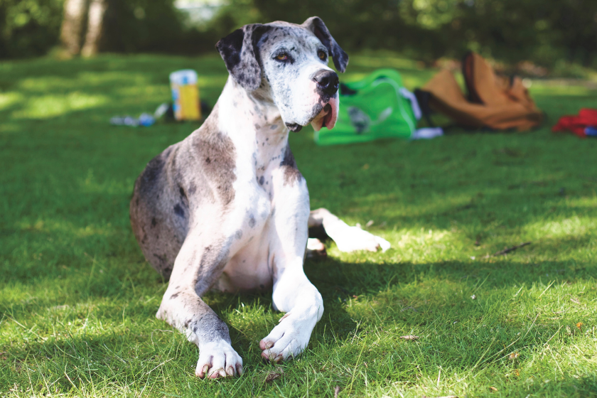 Great Dane sits on lawn 