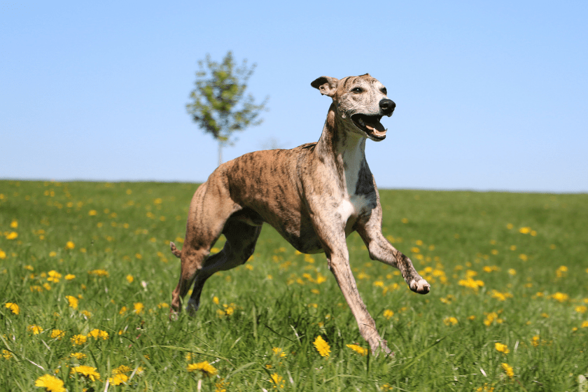Greyhound runs in a field