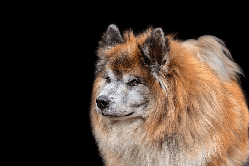 Icelandic Sheepdog