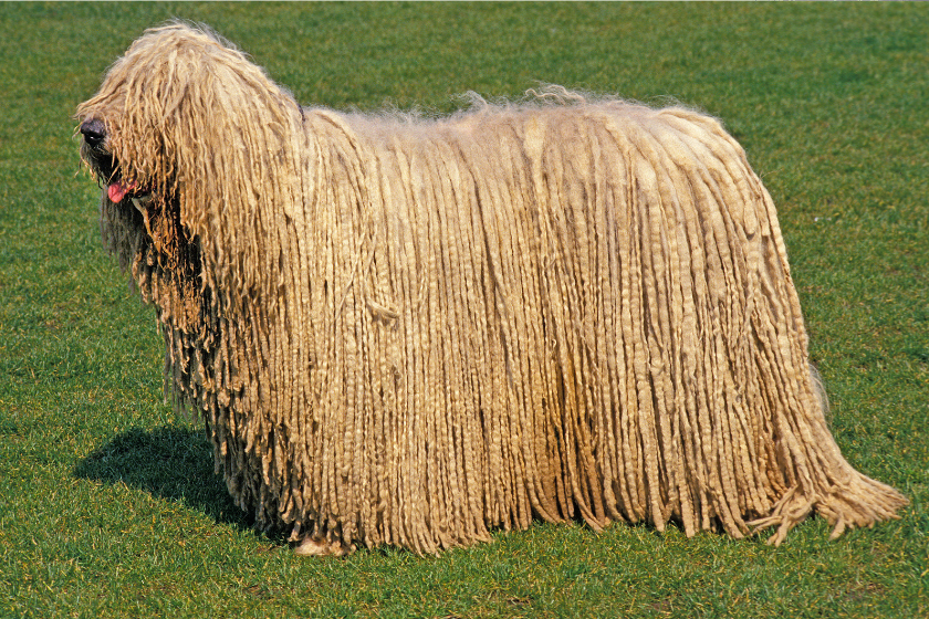 komondor