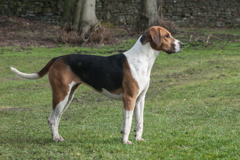 American Fox hound