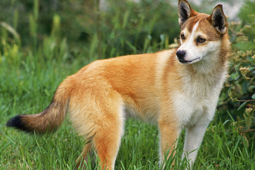 Norwegian Lundehund