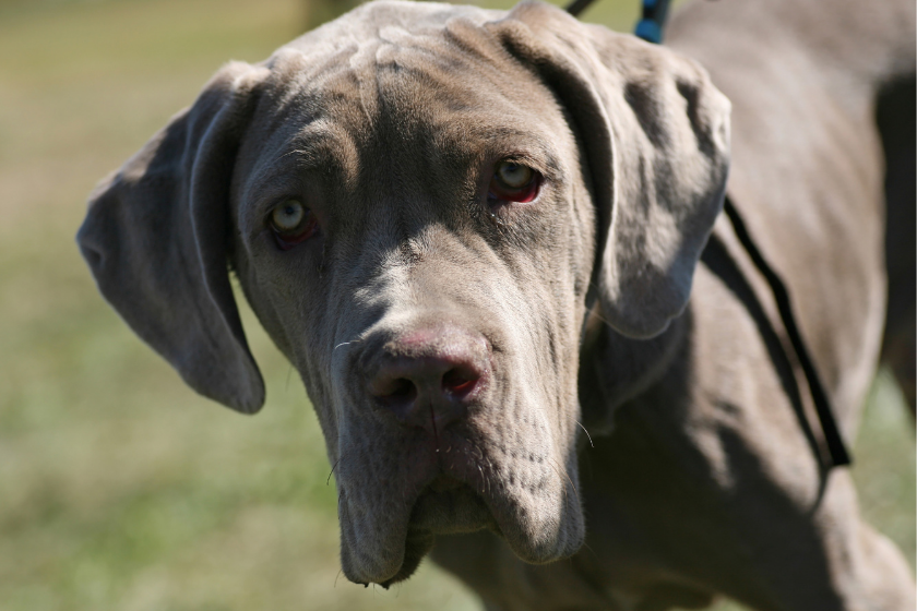 Neopolitan Mastiff