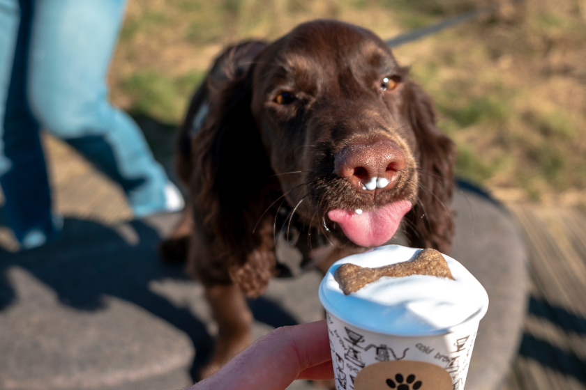 A point of view shot of an unrecognisable person holding a Puppuccino for a Brown Cocker Spaniel puppy while he licks the froth off the top.
