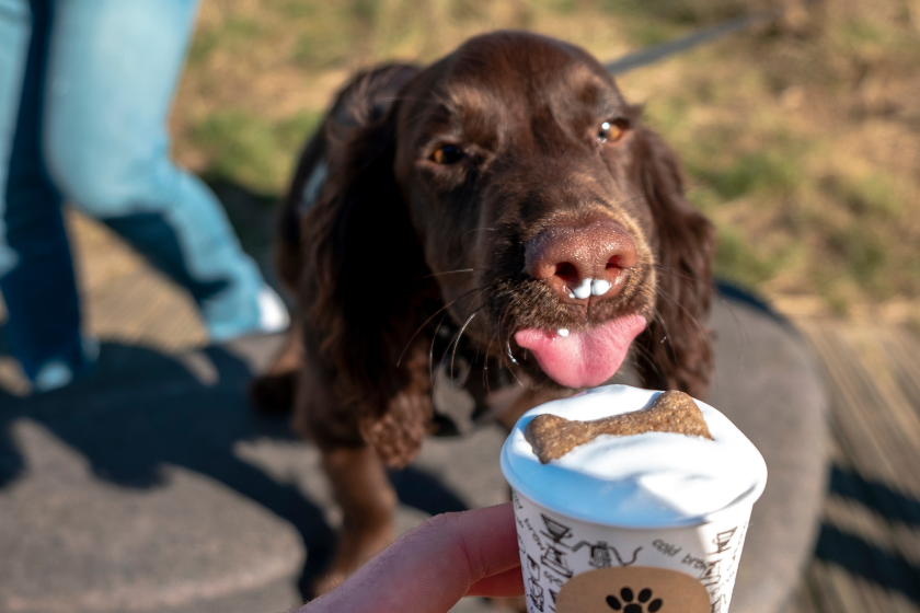 Dunkin donuts puppuccino hotsell