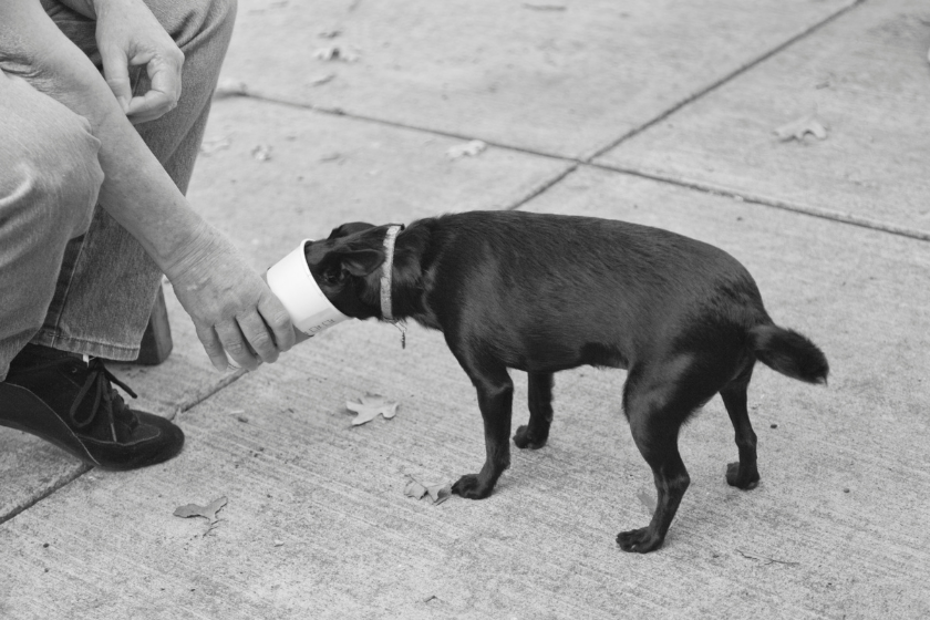 Dog slurping last of capuccino foam. Black and white. Horizontal.