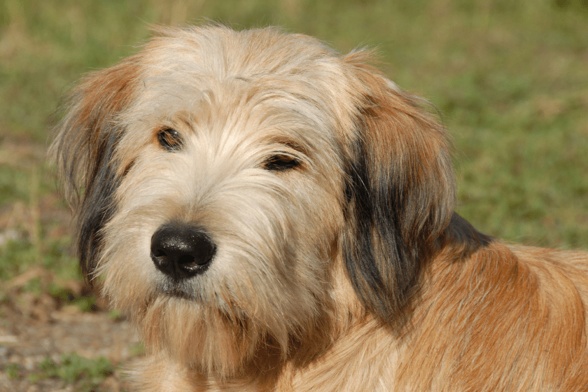 Pyrenean Shepherd