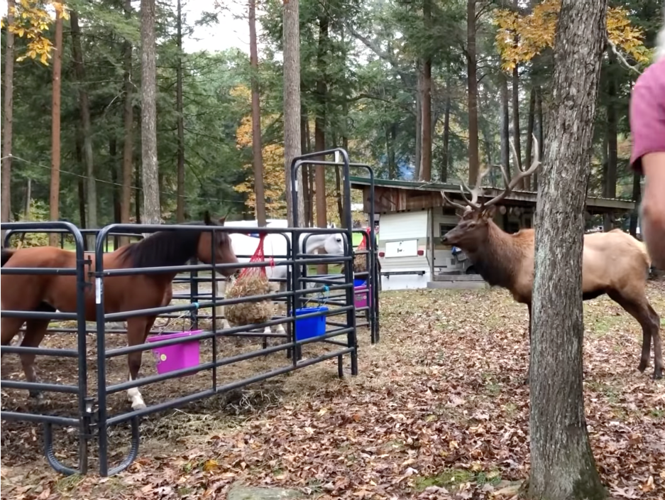A horse stands up to a fiesty elk.