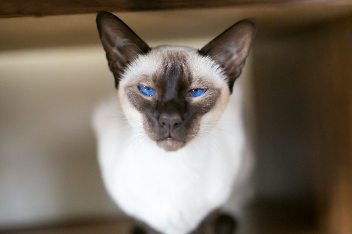 Seal point siamese cat online