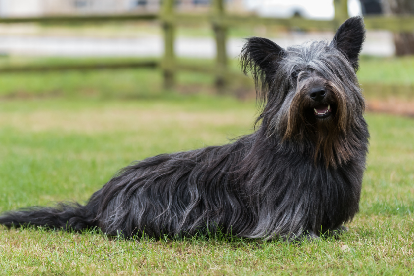 skye terrier sits on grass