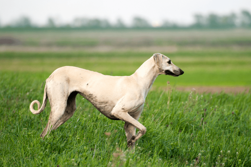 slough runs through a field