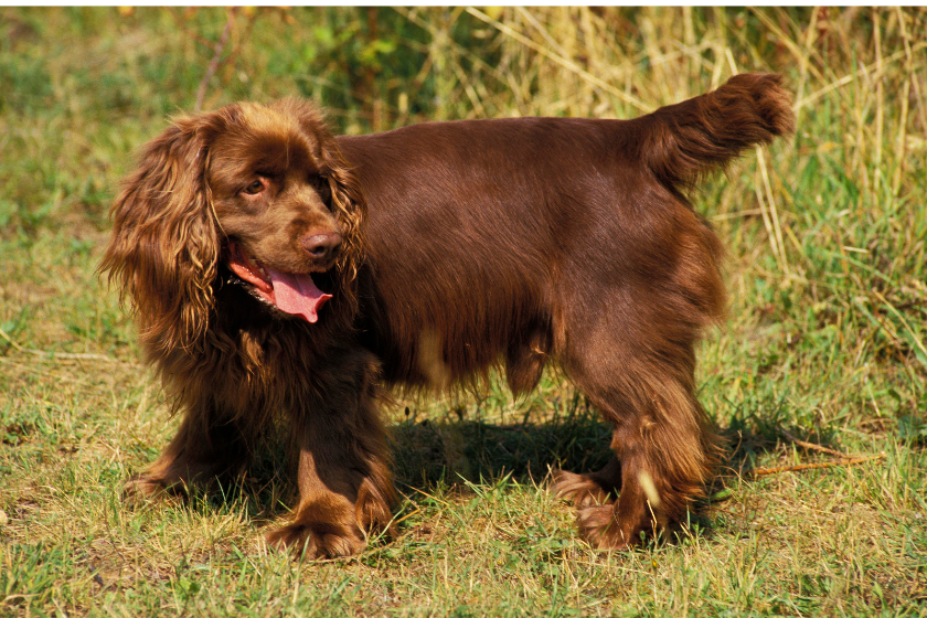 sussex spaniel stands on grass