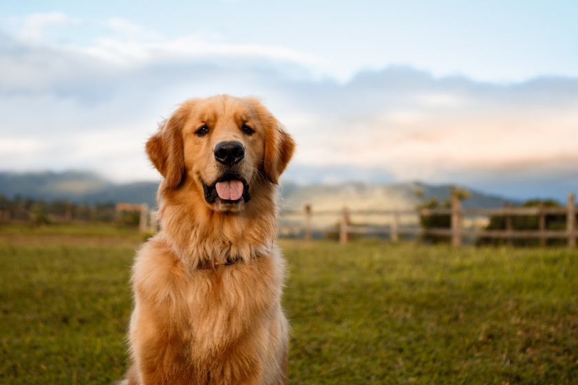 Golden retriever sits in field