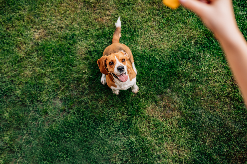 brain games for dogs