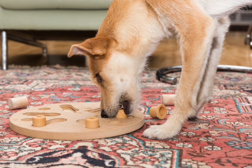 dog playing with puzzle game on carpet
