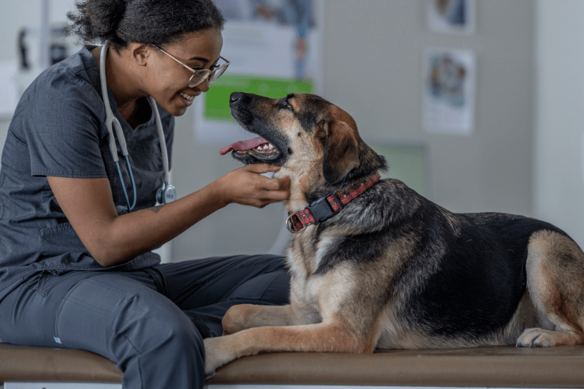 veterinarian pets dog