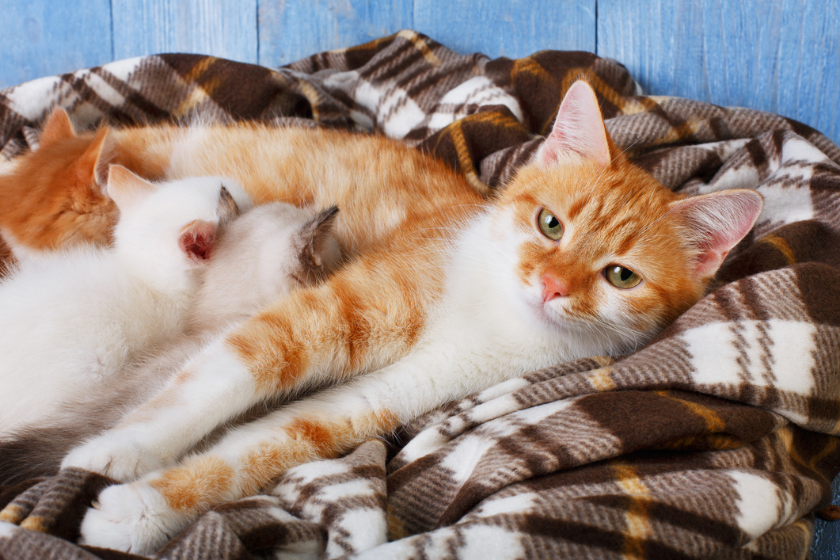 When Can Kittens Leave Their Mom: How to Tell They Left Too Soon