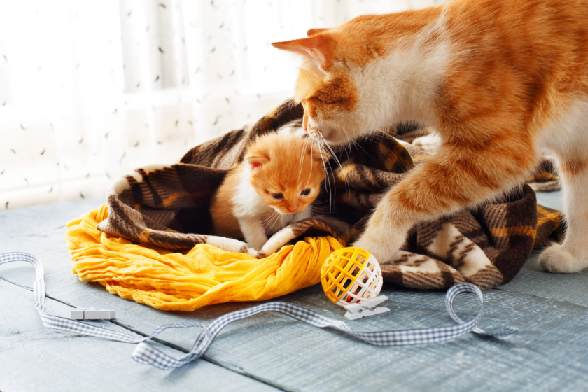 mom cat checking on kitten with toy