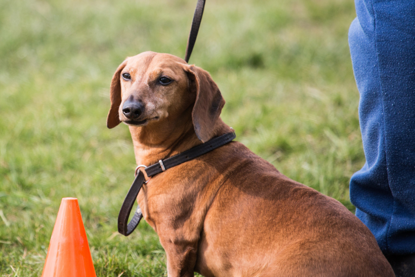 wiener dog stubborn